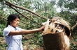 Tiếp tục trồng cao su